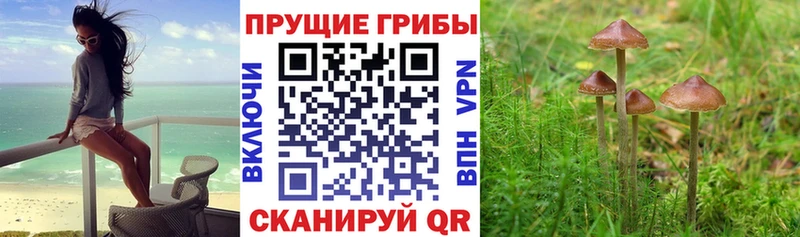 сколько стоит Дорогобуж Псилоцибиновые грибы ЛСД
